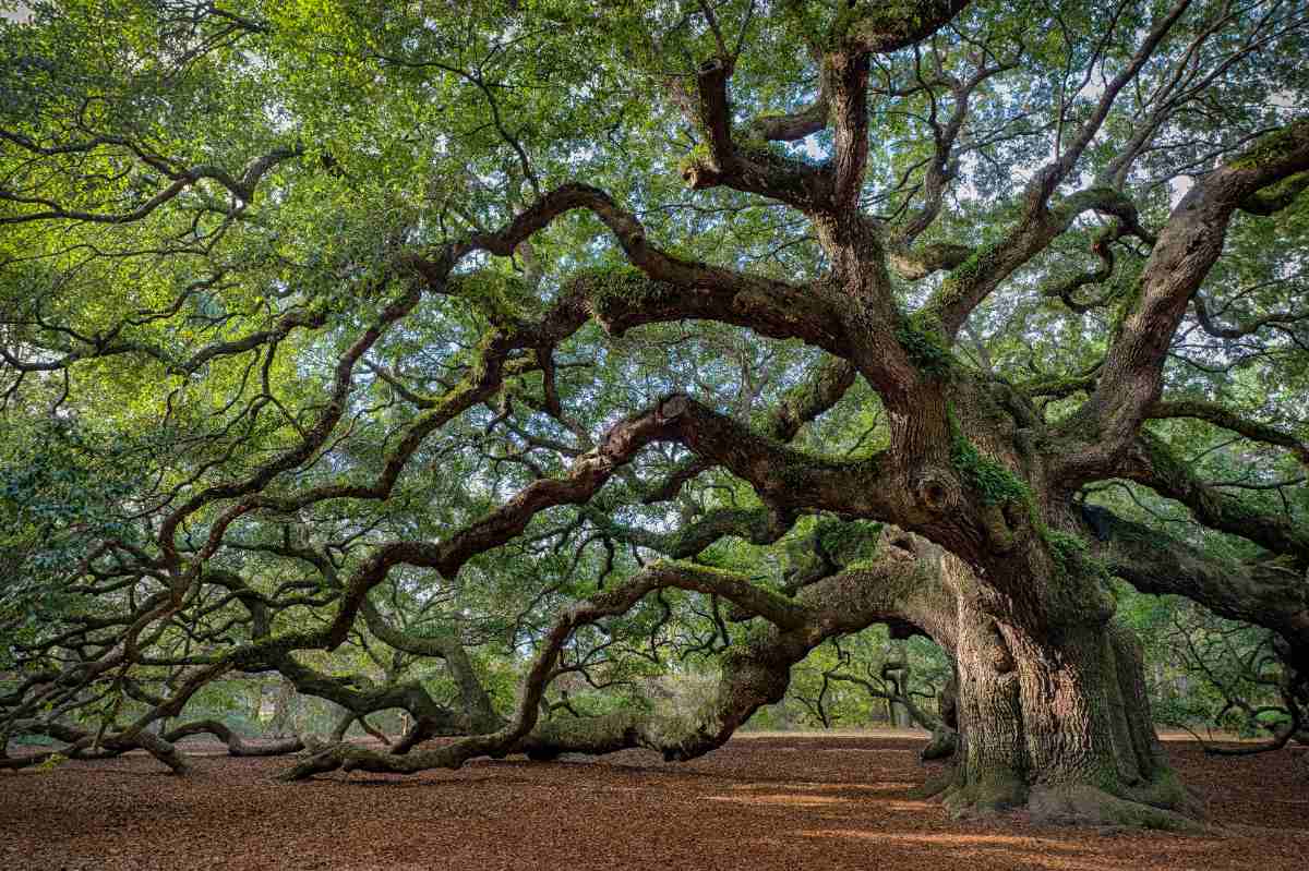 A majestic, sprawling oak tree with twisted branches and lush green leaves, creating a serene and timeless natural scene.