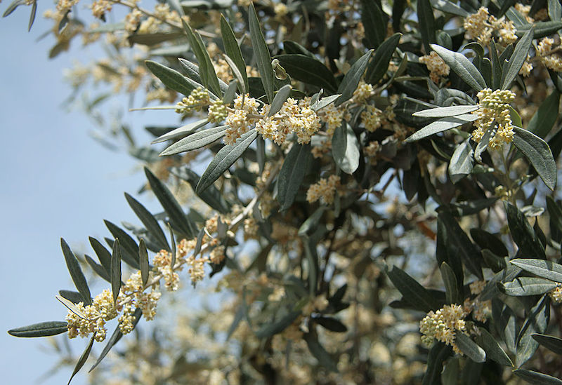 Olive tree flowers.