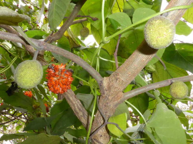 orange flower attached to shark of paper mulberry tree