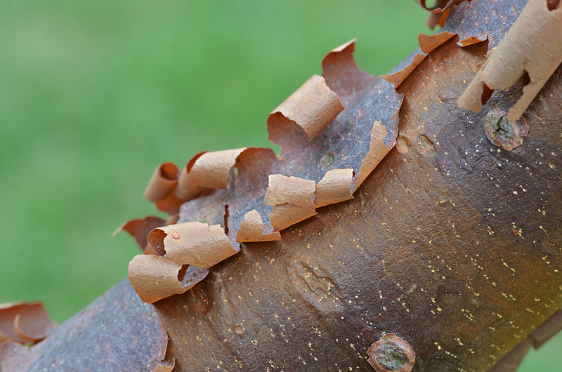 Paperbark maple