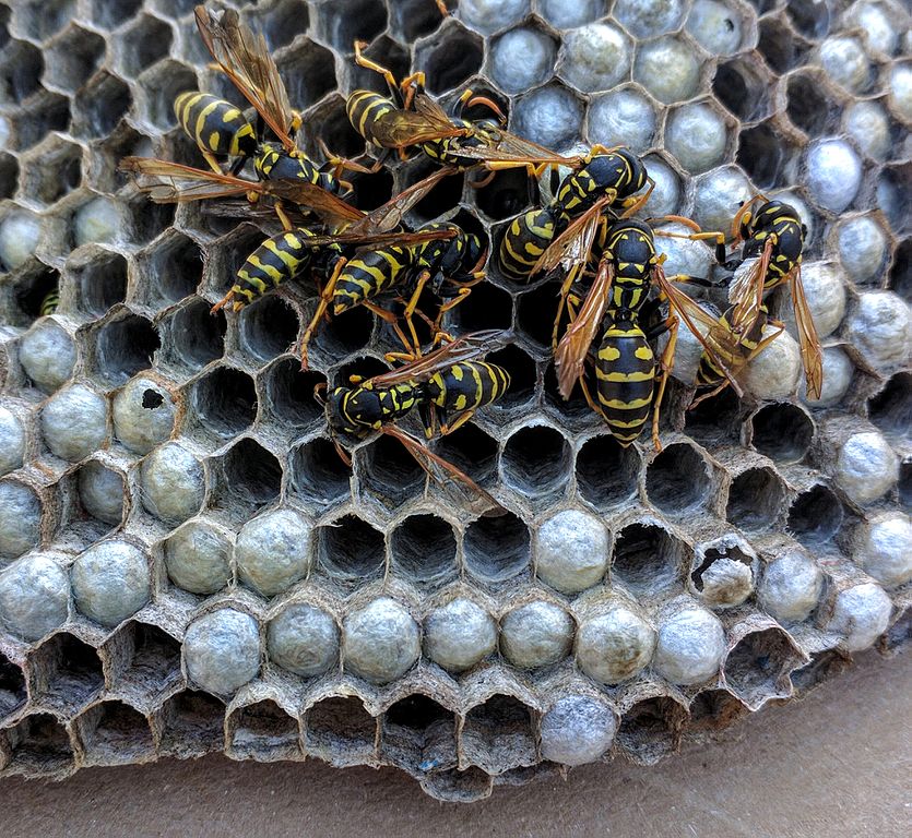 Paper wasps