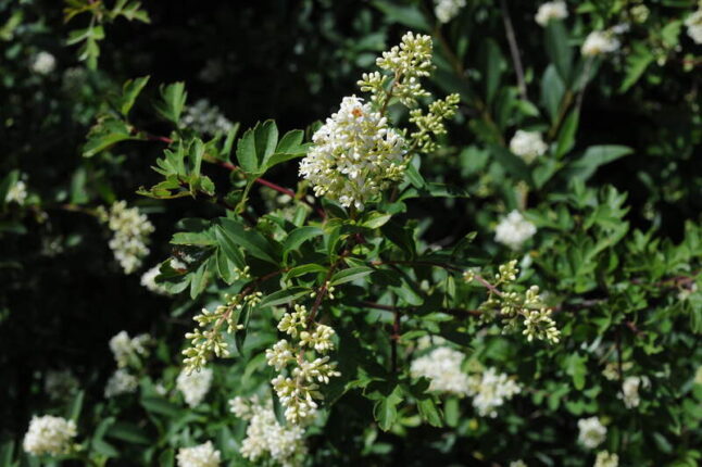 picture of privet plant