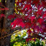 Selective focus of red maple (Acer rubrum) leafs with blurred background in autumn