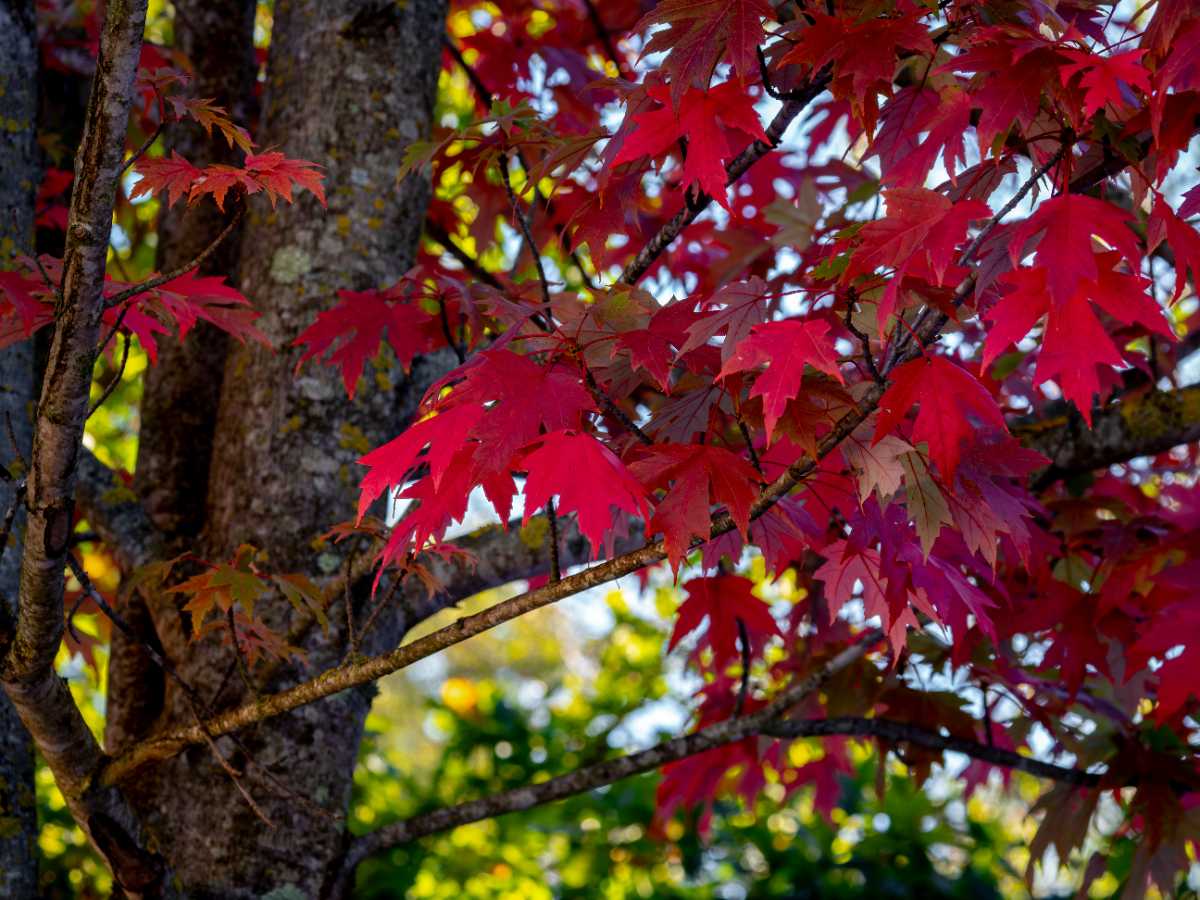 Selective focus of red maple (Acer rubrum) leafs with blurred background in autumn