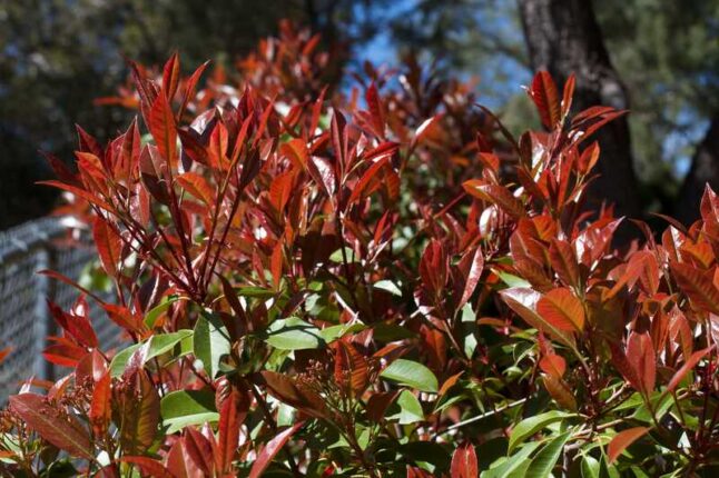 Red Tipped Photonia Now Brown