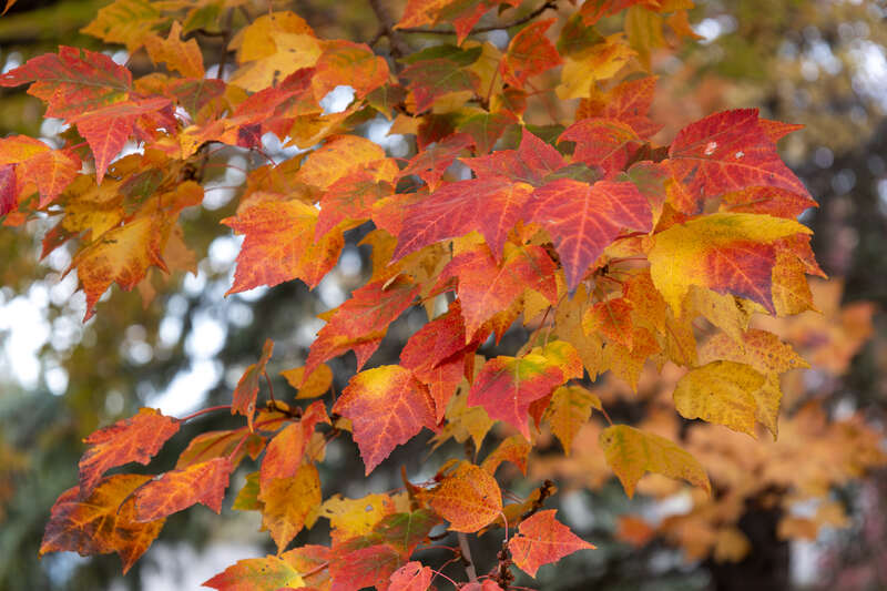 image of beautiful leaves of red maple