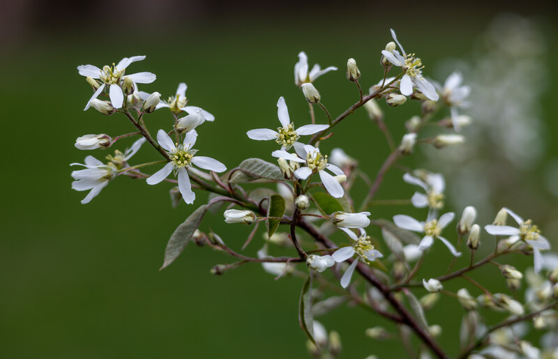 Clusters of delicate white serviceberry blossoms emerge on slender branches, set against a soft green background.