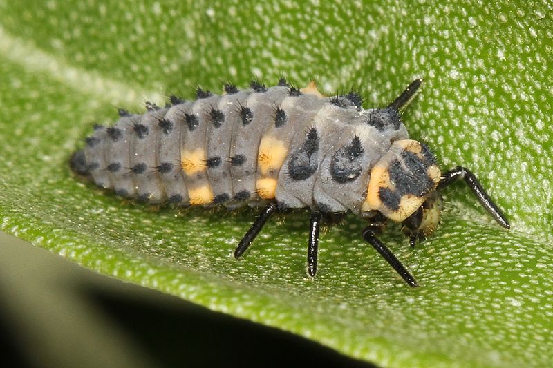 A ladybug in its larval form. 