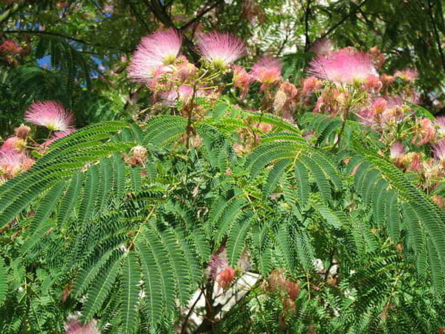 picture of a silk tree with green leaves