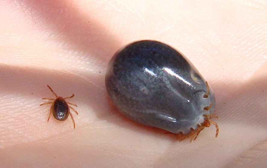 Tick_before_and_after_feeding-ccsa30
