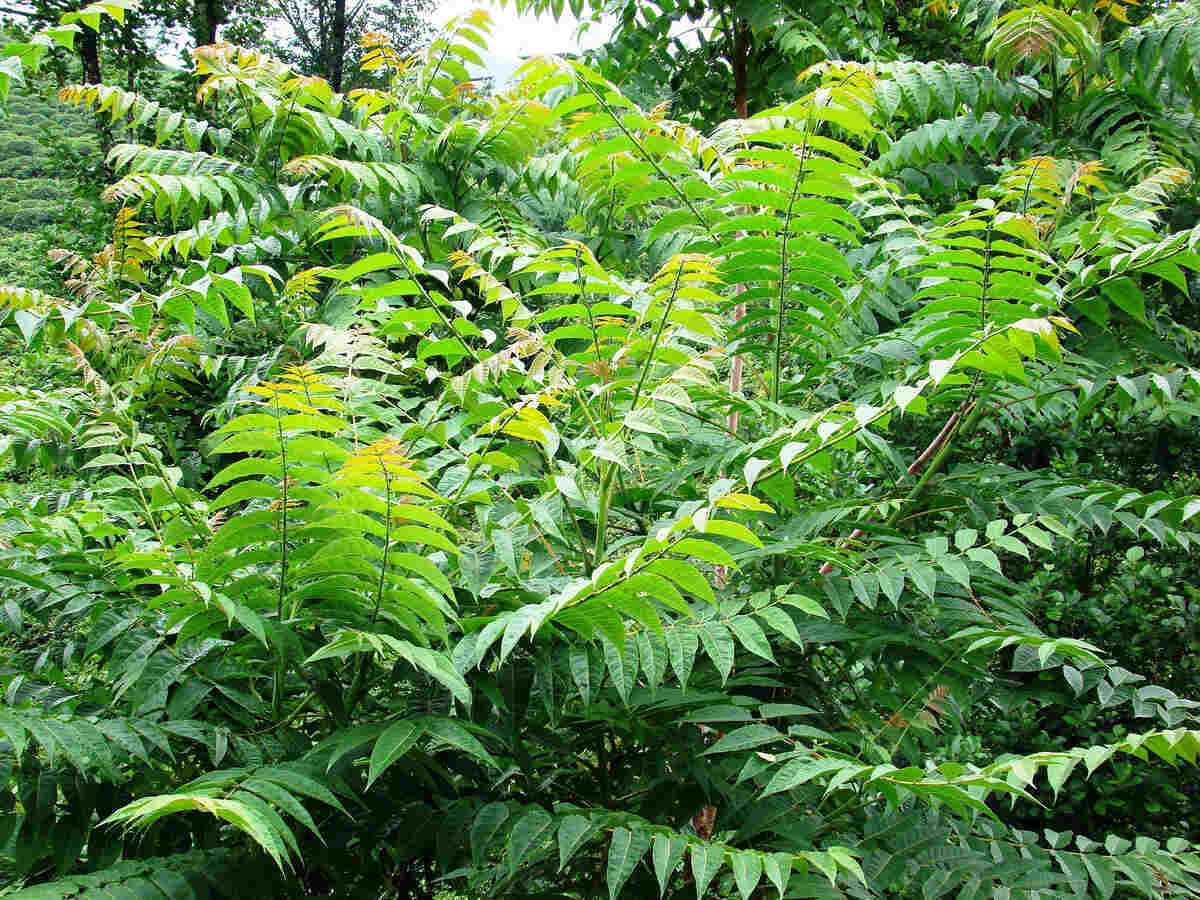 Non-native and invasive in the U.S., Tree-of-heaven