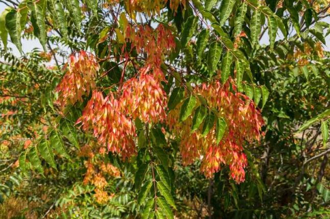 orange leaves of tree of heaven