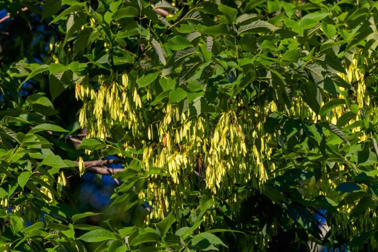 The white ash tree (Fraxinus americana) displaying its signature compound leaves showcasing a classic trait of this sturdy and widely planted hardwood species.