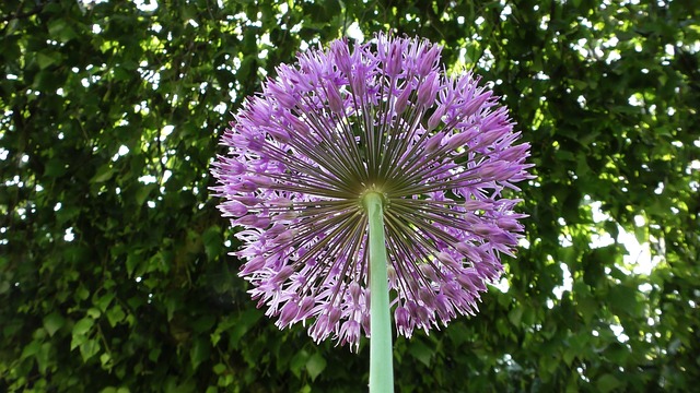 Allium millenium