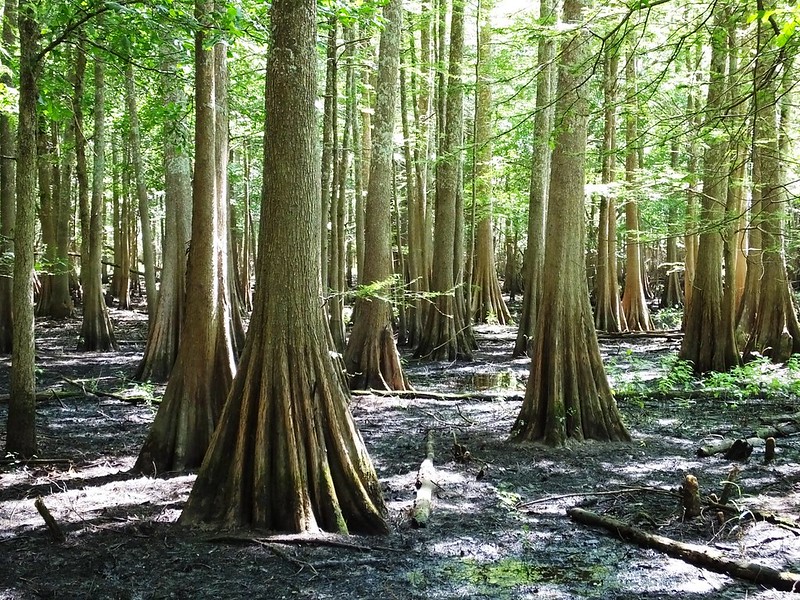 Bald cypress