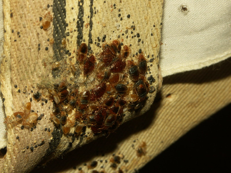 Bed bugs infest a bed frame