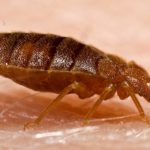 Don’t Let the Bedbugs Bite in Fort Worth