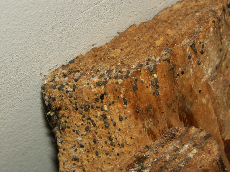 Bedbug eggs and excrement on a wooden bed frame slat.