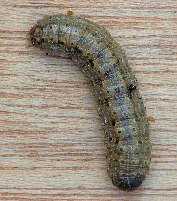 Black cutworm