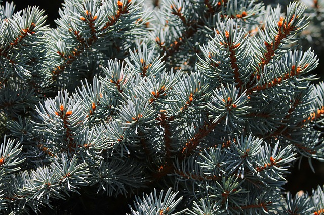 Blue spruce