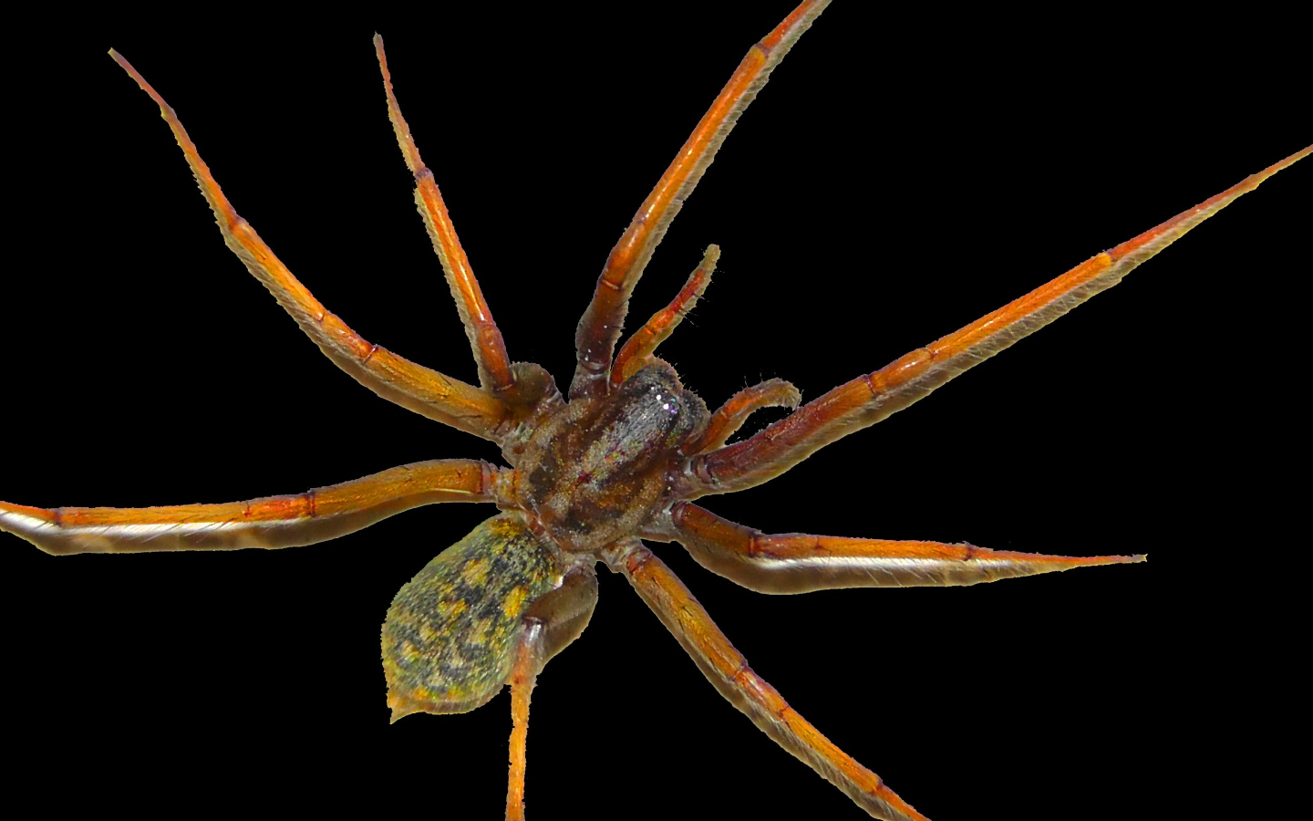 Brown recluse