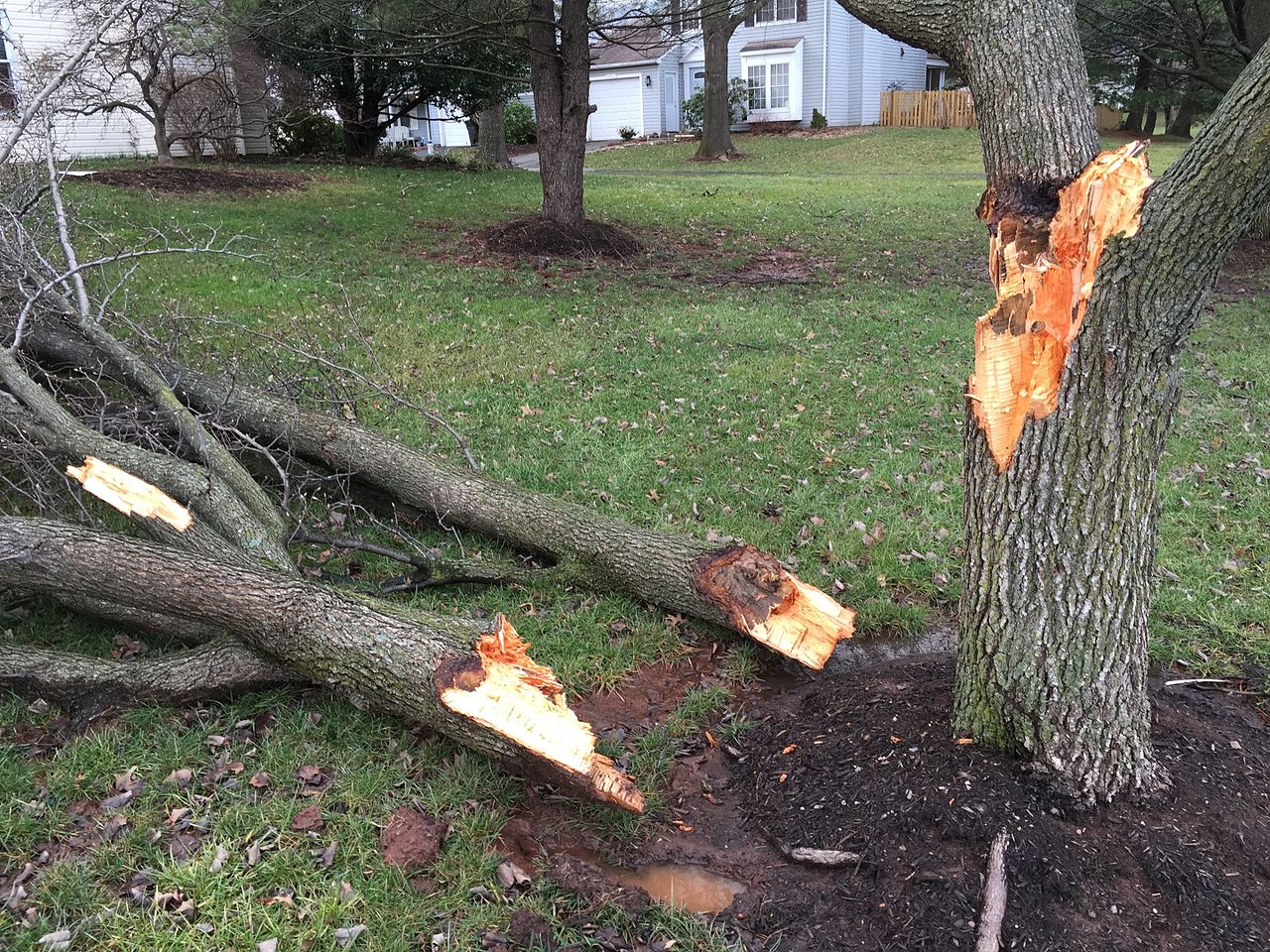 Bradford pear