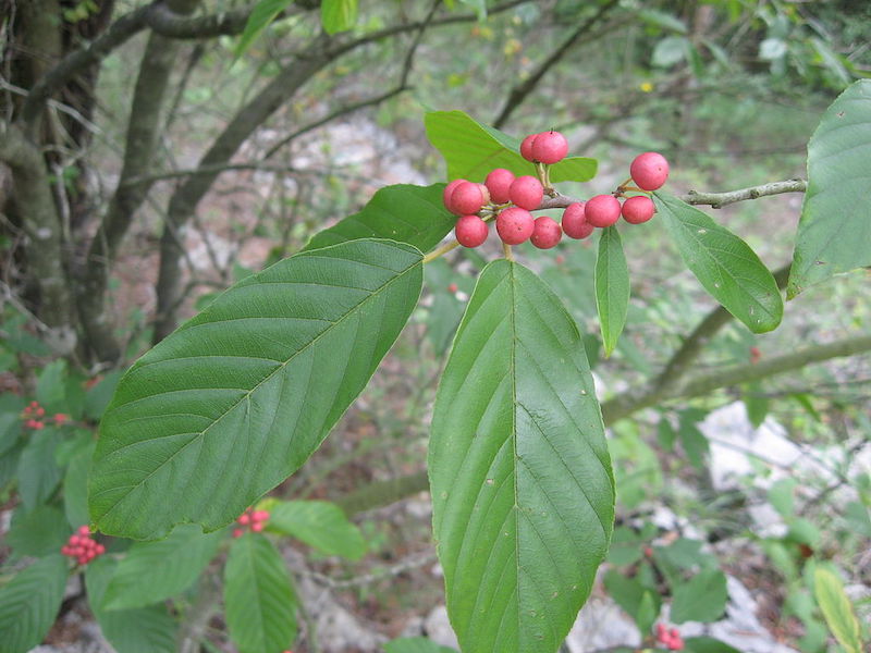 Carolina buckthorn.