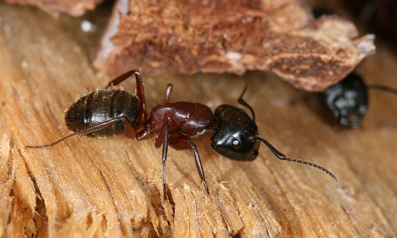 Carpenter ant