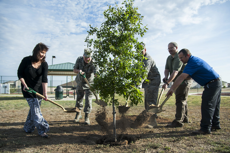 Cedar elm being planted