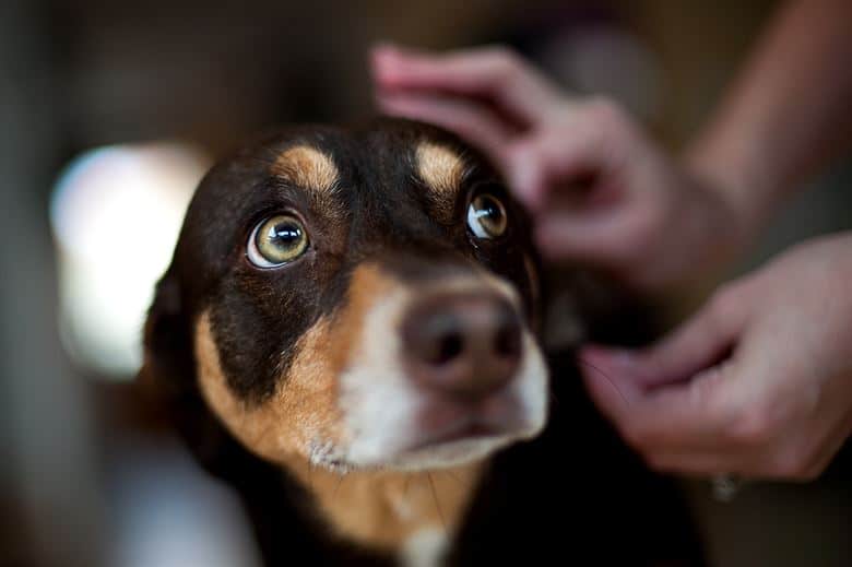 Checking dog's ears for ticks