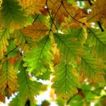 5 Best Trees to Plant in Columbus
