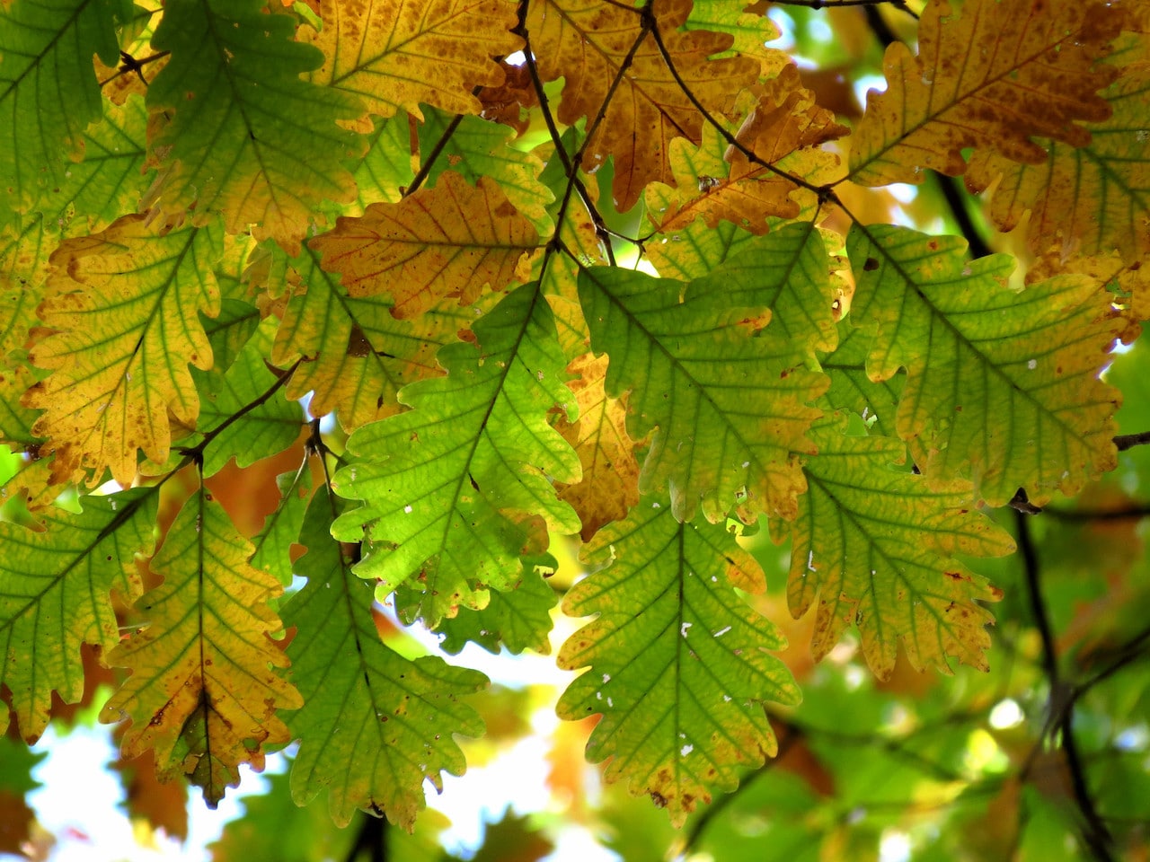 Chestnut oak leaves