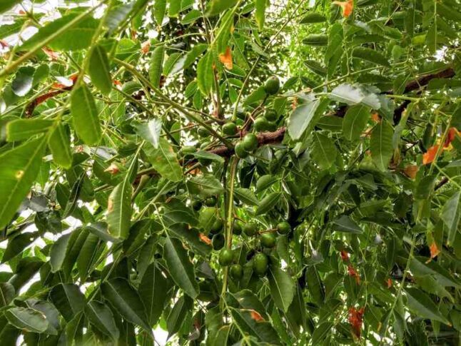 picture of a chinaberry tree bush
