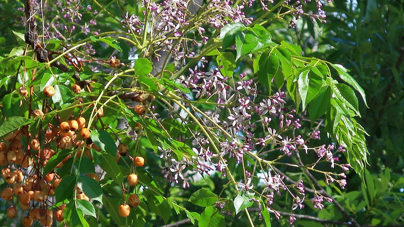 Chinaberry tree
