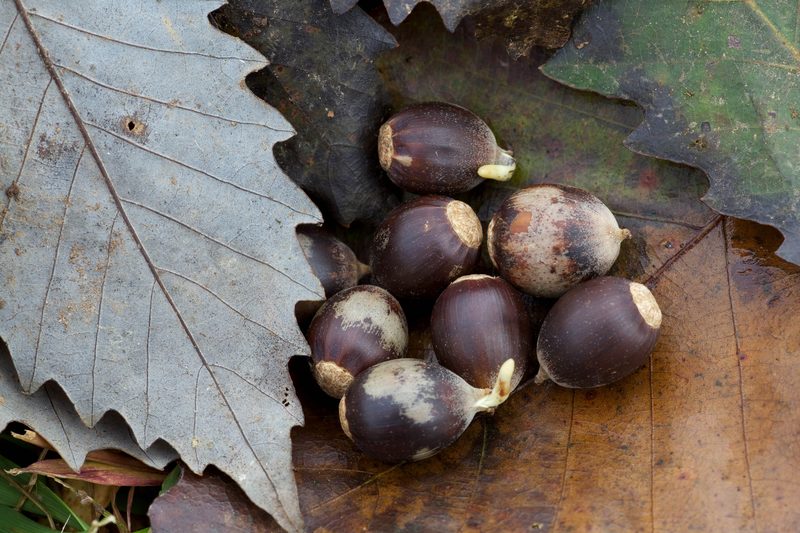 Chinquapin oak