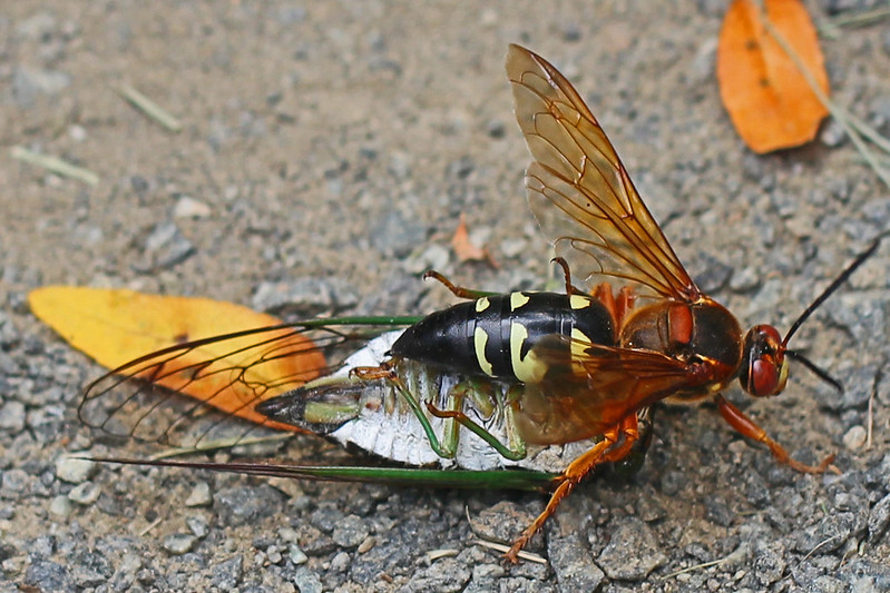 Cicada killer