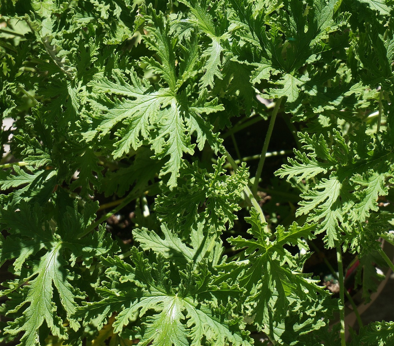 Citronella leaves