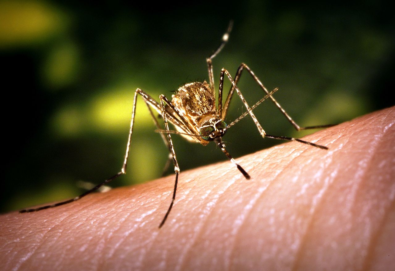 Mosquito