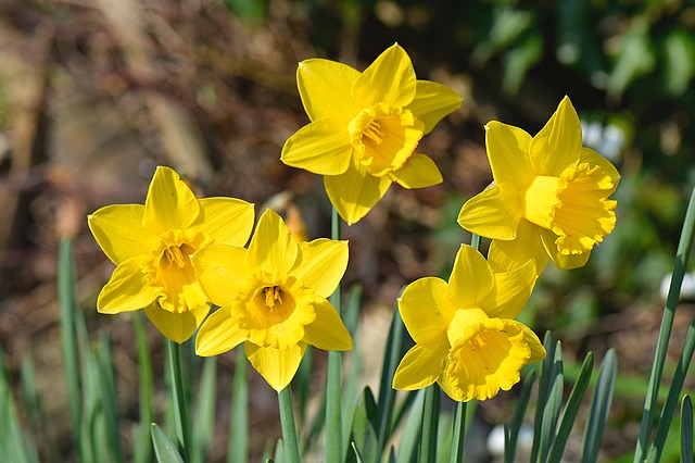 Daffodil