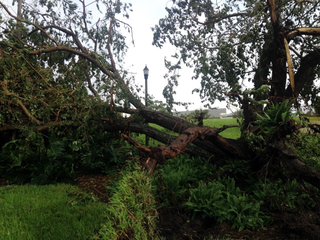 6 Worst Trees to Plant in Phoenix