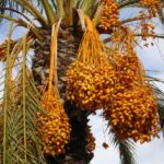 6 Best Phoenix Palm Trees to Plant