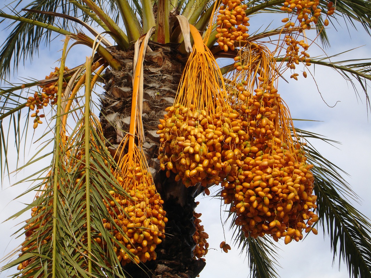 Date palm (Phoenix dactyliferia)