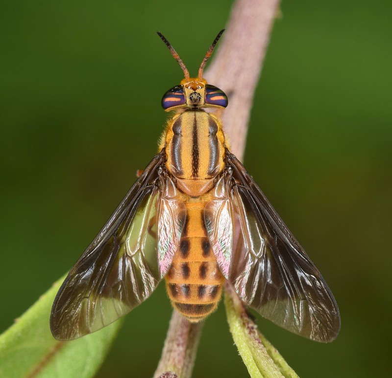 Deer fly