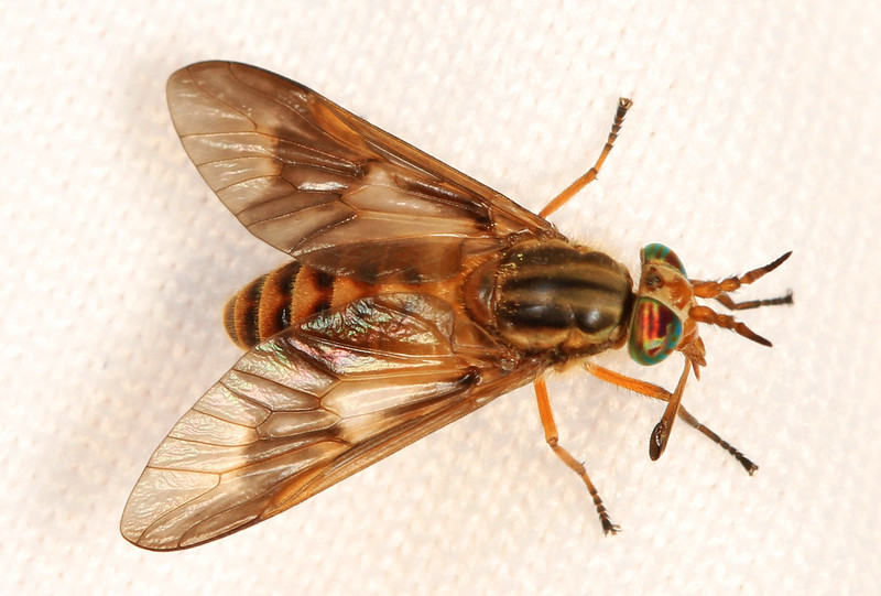 Deer fly
