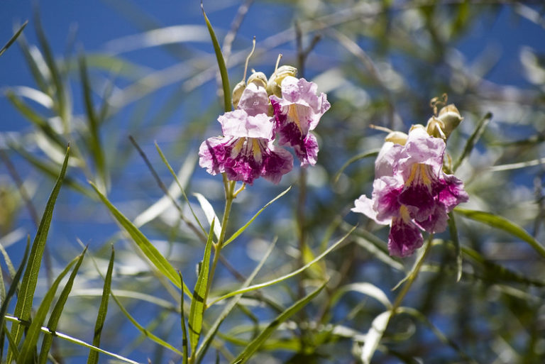 9 Best Native Trees for San Antonio