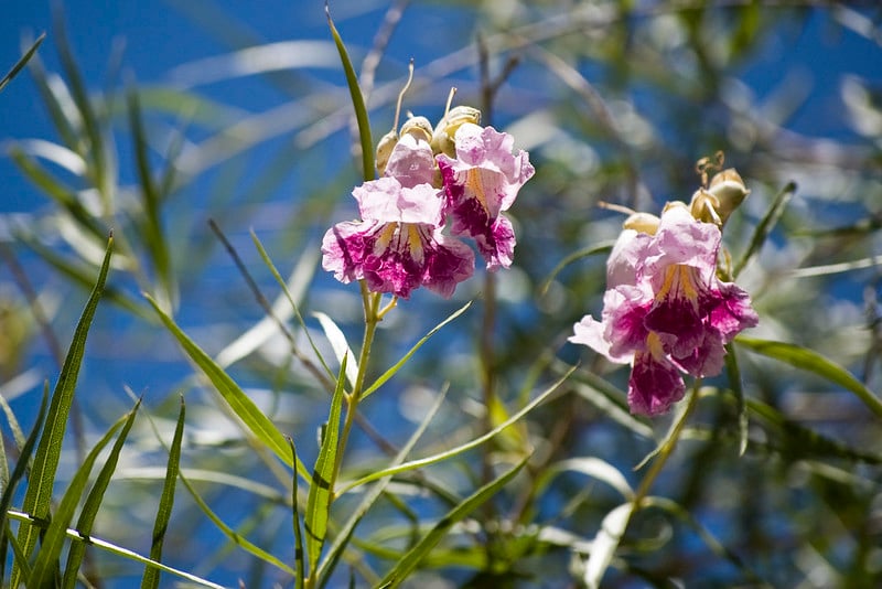 Desert willow