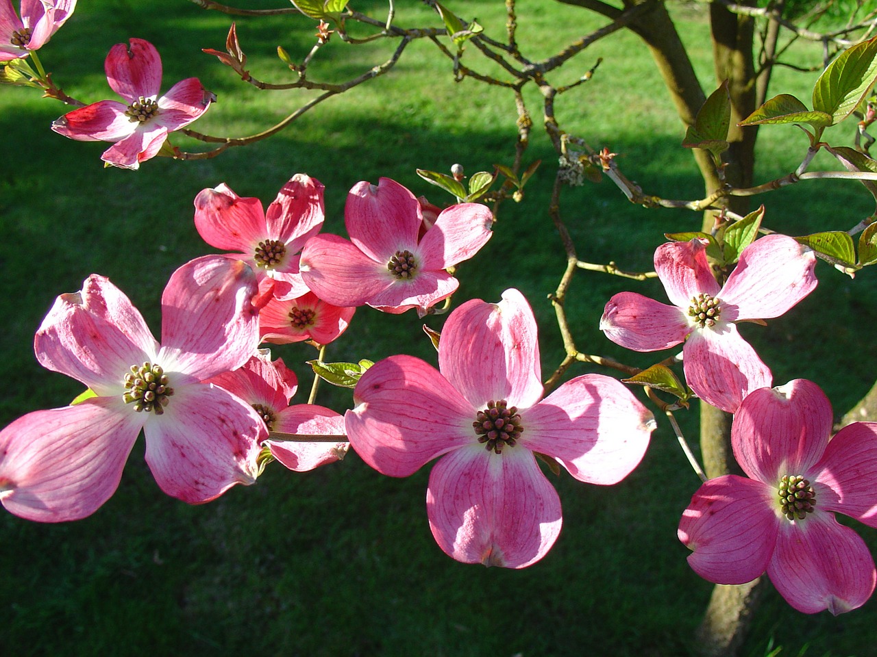 Flowering dogwood