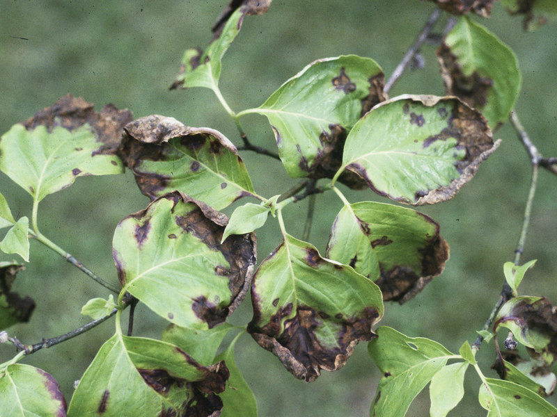 Dogwood anthracnose
