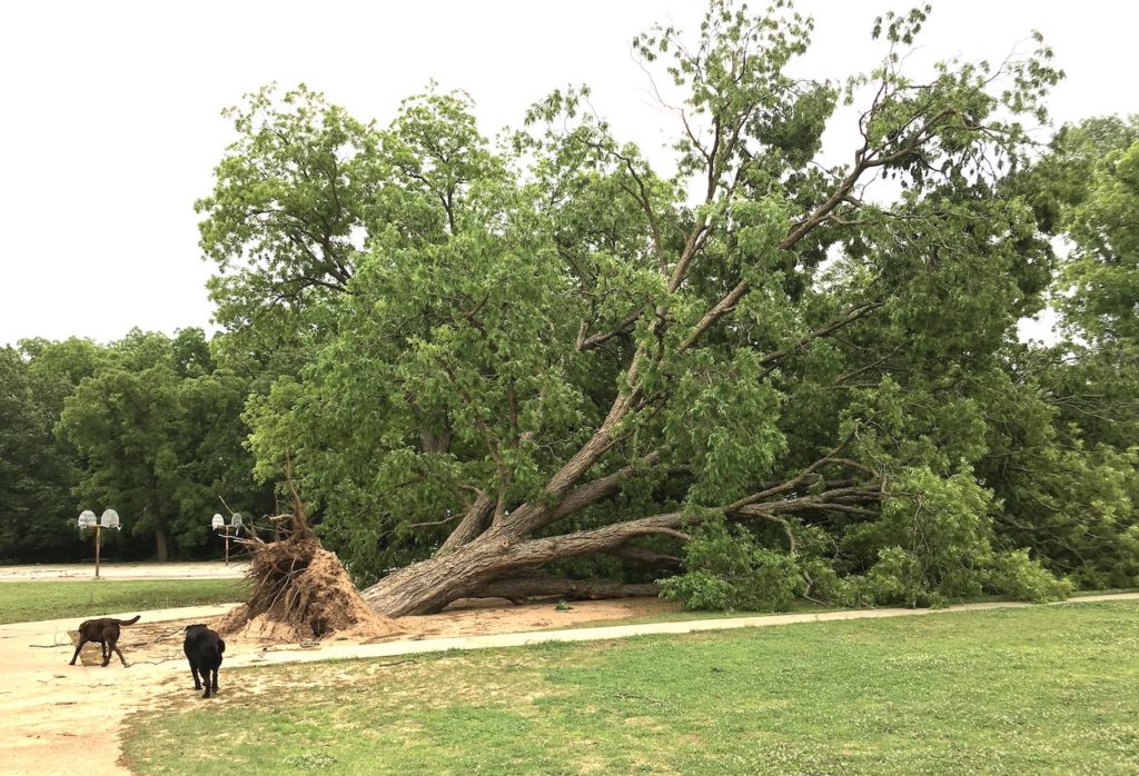 10 Worst Trees for San Antonio - Lawnstarter