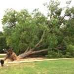 10 Worst Trees for San Antonio